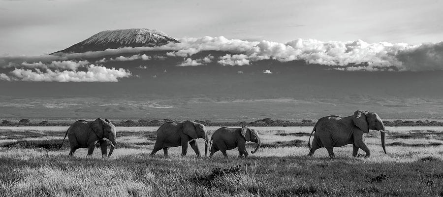 Kilimanjaro Elephants Photograph by Eric Albright - Fine Art America