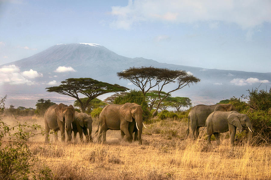 Kilimanjaro Elephants Photograph by Gene Taylor