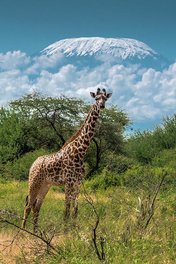 Kilimanjaro Giraffe Photograph by Eric Albright