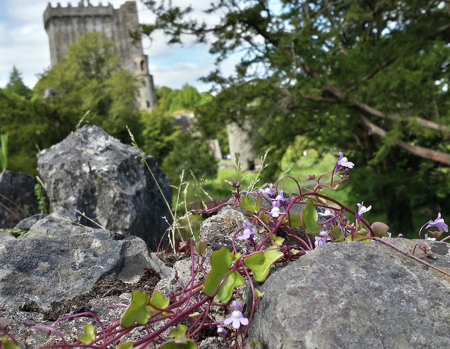 Killarnay Castle Irland flowers Photograph by Joelle Philibert