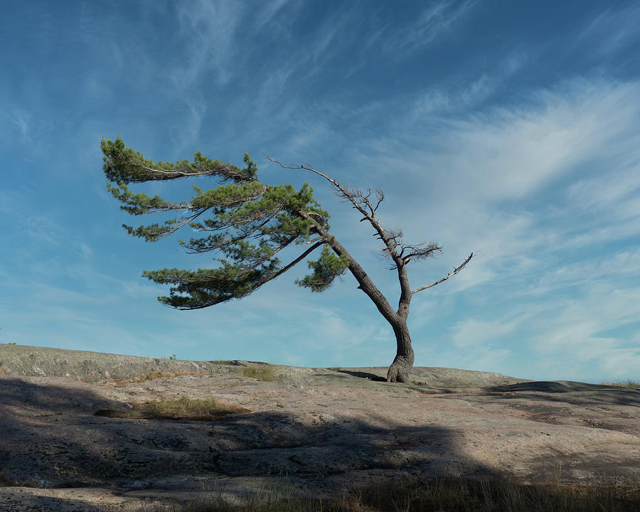 KillBear Tree Photograph by Pak Hong