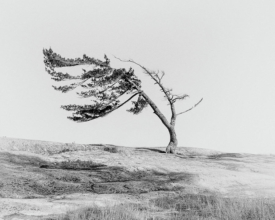 Killbear Windswept White Pine Tree Photograph by Pak Hong