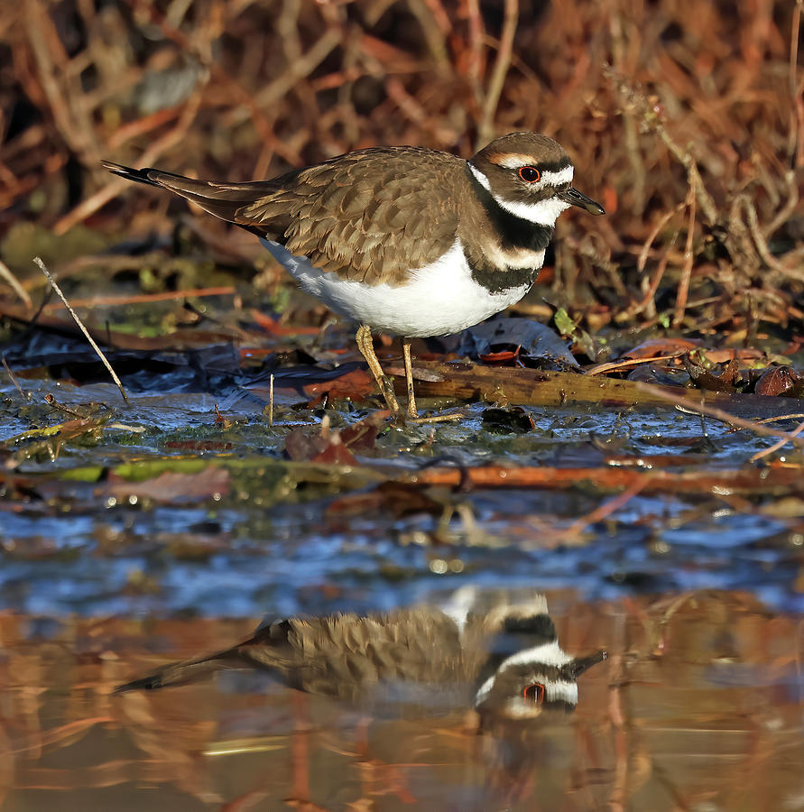 Killdeer 857, Indiana Photograph by Steve Gass - Fine Art America