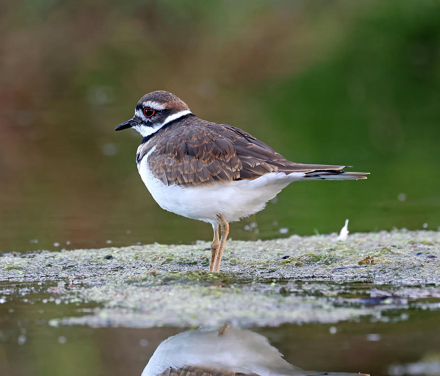 Killdeer 944, Indiana Photograph by Steve Gass Fine Art America