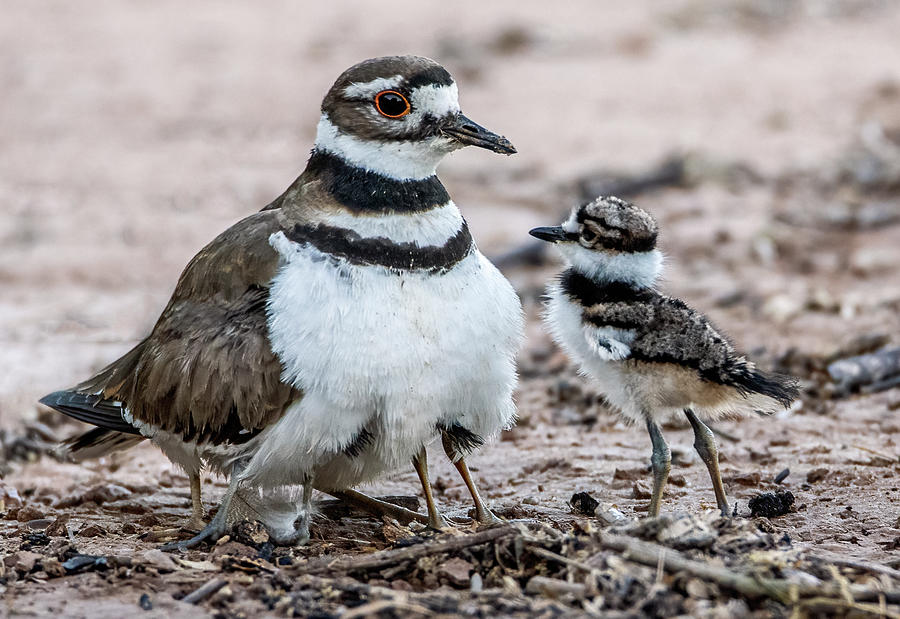 Killdeer Adult with Chick 0894-050721-2 Photograph by Tam Ryan