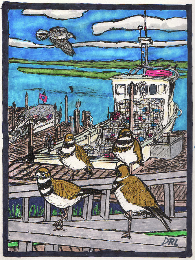 Killdeer and a Gull Drawing by Danny Lowe
