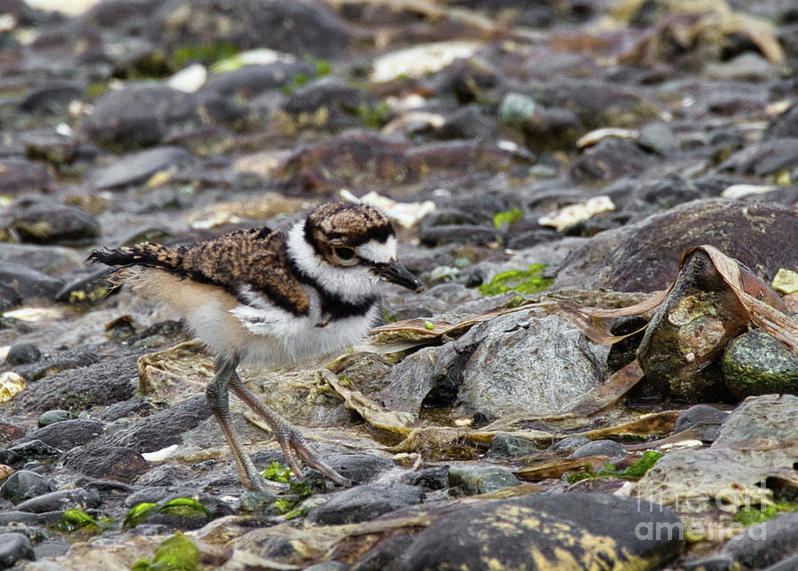 Killdeer Baby Chick Photograph by Sue Harper