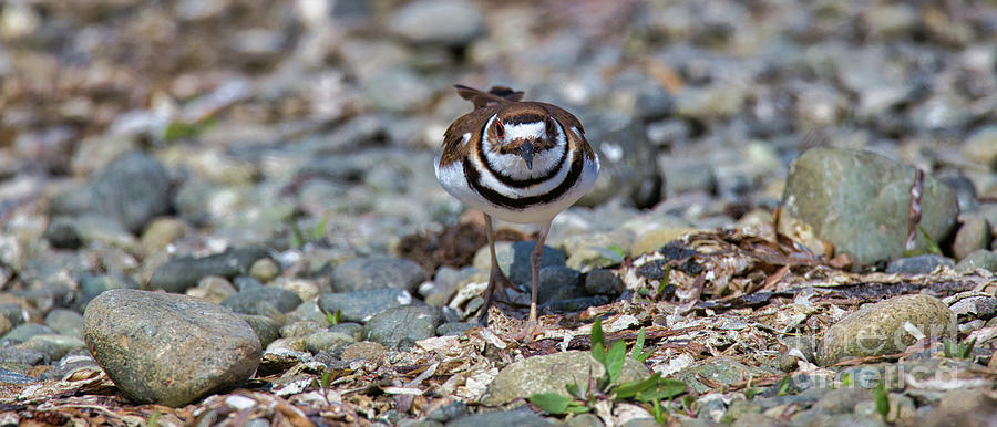 Killdeer Beach Walk Photograph by Sue Harper Killdeer Beach Walk Photograph by Sue Harper