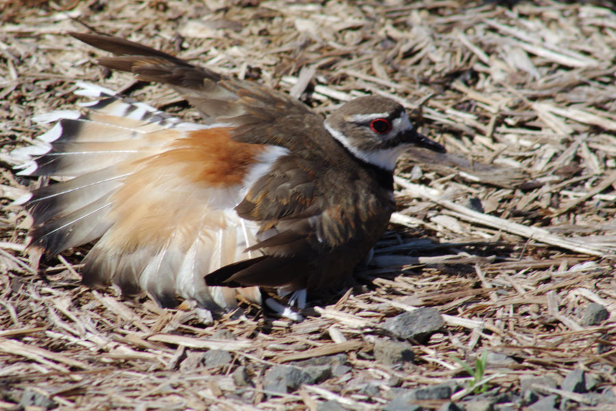 Killdeer Broken Wing Act Photograph by Ray Finch - Fine Art America