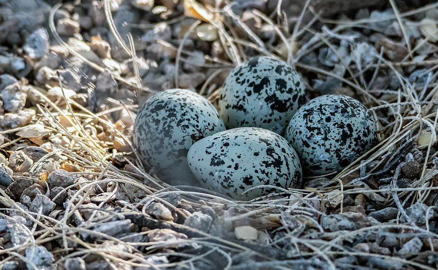 Killdeer Eggs 1374-041021-3 Photograph by Tam Ryan