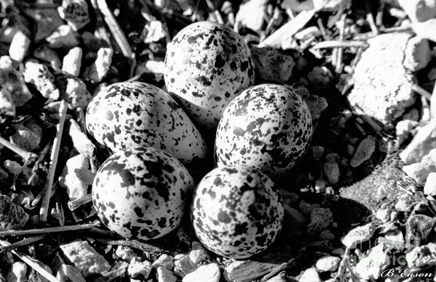 Killdeer Eggs Photograph by Bart Eason Fine Art America