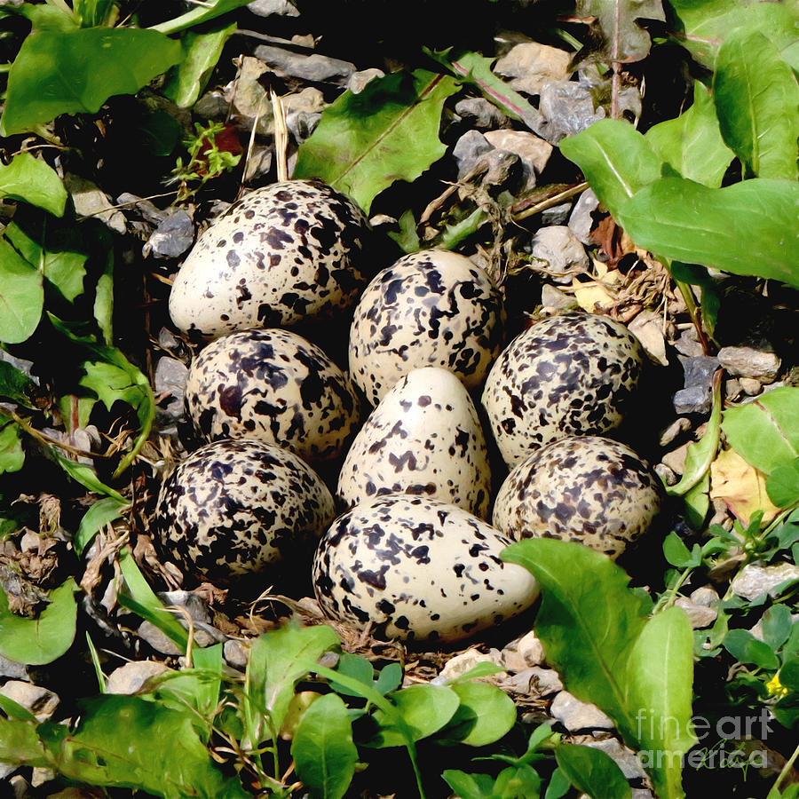 Nature Photograph - Killdeer Eggs by Rosanna Life