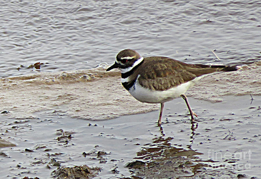 Killdeer Feeding Along The River Photograph by Art MacKay - Fine Art ...