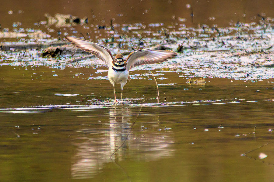 Killdeer flaping his wings in the swallow water Photograph by Dan Friend