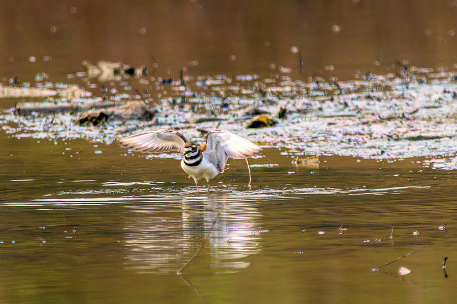 Killdeer flapping his wings Photograph by Dan Friend