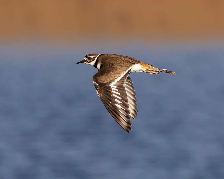 Killdeer flying along a lake shore with wings down Photograph by Steve ...