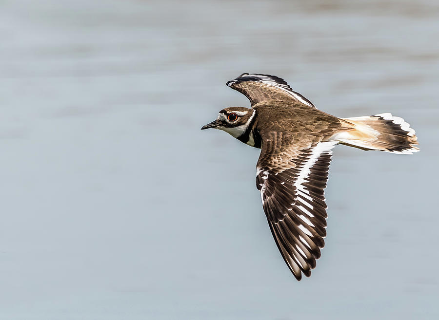 Killdeer in Flight Photograph by MEL - Clix Of Nature - Fine Art America