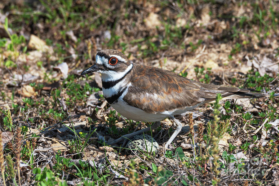 Killdeer nesting Photograph by Gary Walker - Fine Art America