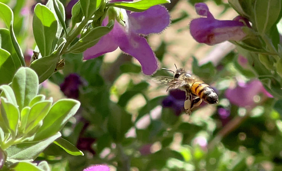 Killer Bee Photograph by Michael Gendron - Fine Art America