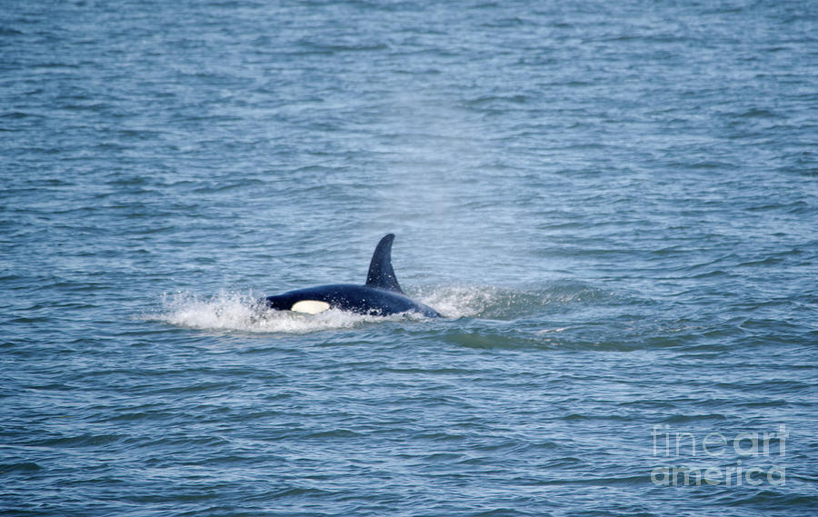 Killer whale approaching Photograph by Jeff Swan