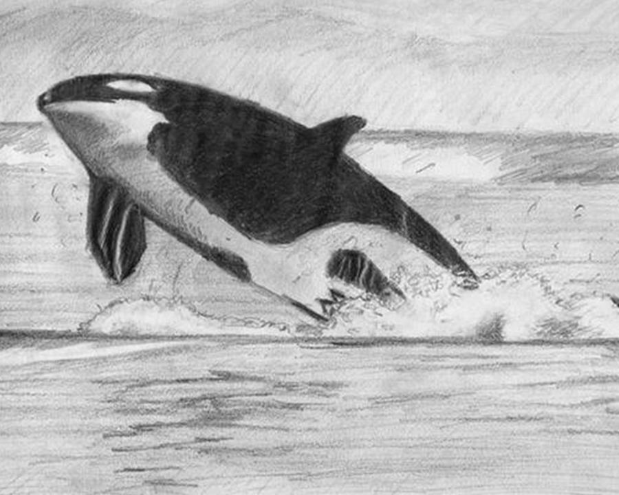 Killer Whale pencil drawing Drawing by Ben Woodcraft | Pixels