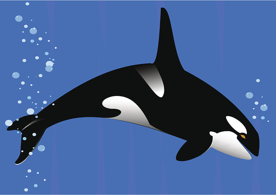 Killer whale III Drawing by Wagnerm25