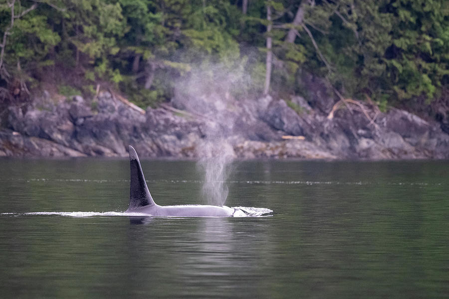 Killer Whale on Patrol Photograph by Bill Cubitt