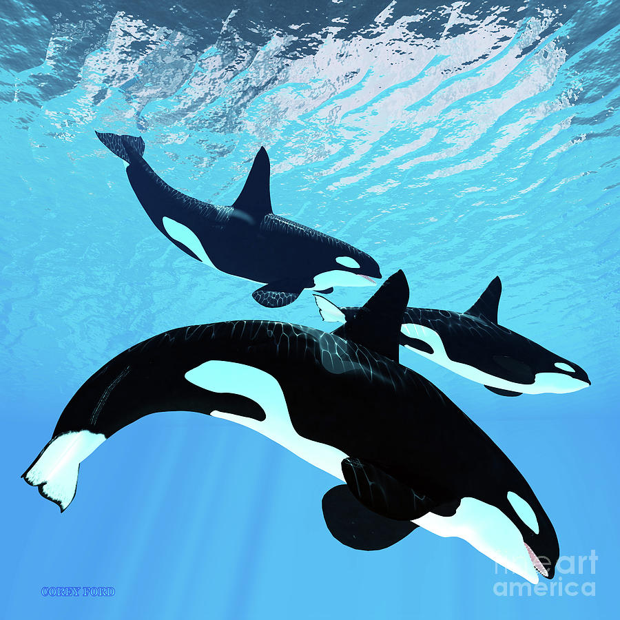 Killer Whale Trio Digital Art by Corey Ford