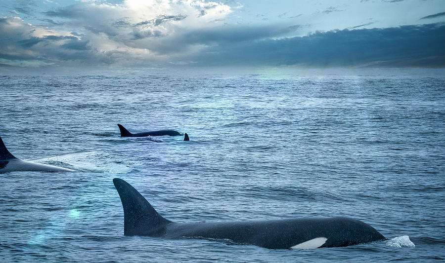 Killer Whales Photograph by Robert Libby