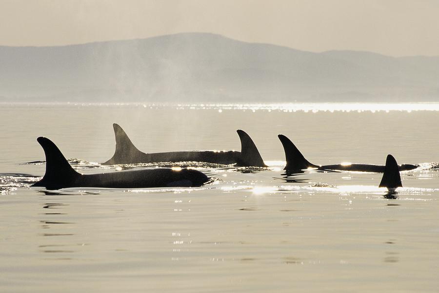 Killer whales surfacing Photograph by Image Source