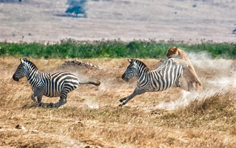 Killing of zebra by hunting lioness Photograph by Luisapuccini