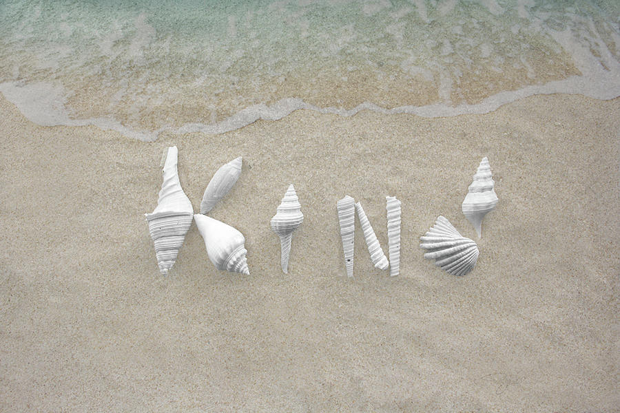 Kind Seashells on Beach Photograph by Pamela Williams