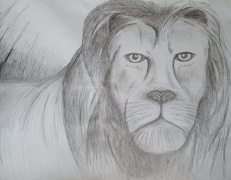 King. The African Lion Drawing by John Koomson Jr - Fine Art America