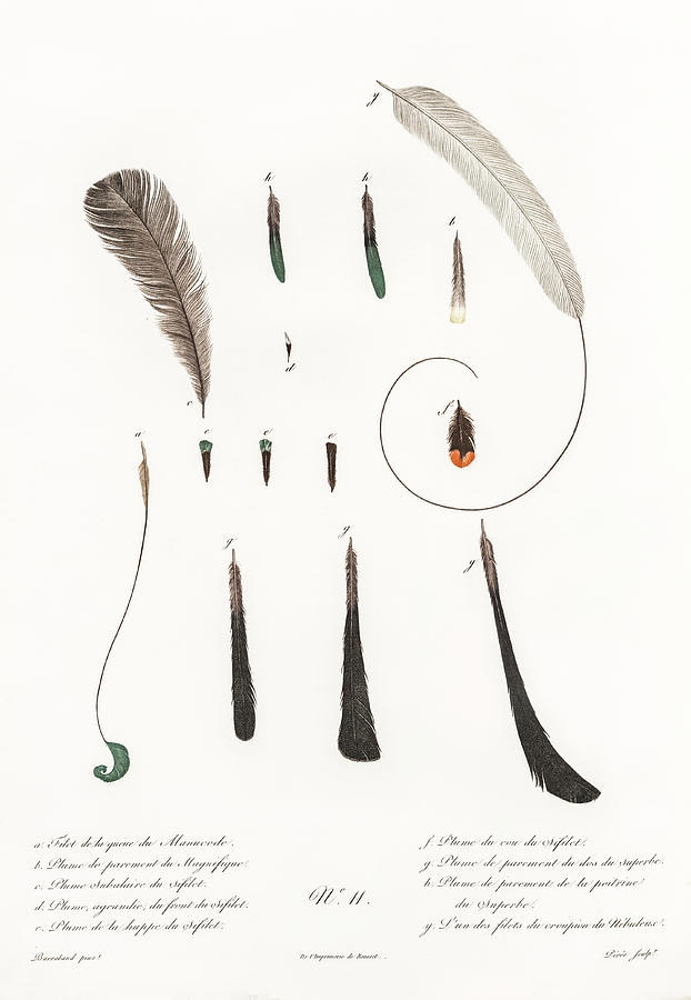 King Bird Of Paradise Feather And Tail -   Vintage Bird Illustration - Birds Of Paradise Digital Art by Studio Grafiikka