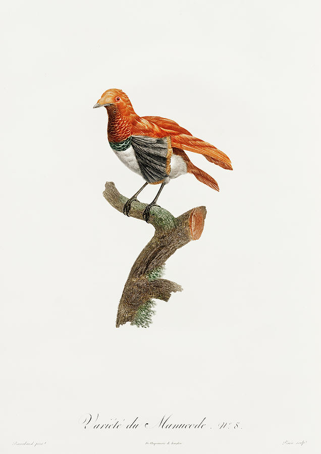 Jacques Barraband Digital Art - King Bird Of Paradise Female -  Vintage Bird Illustration - Birds Of Paradise - Jacques Barraband  by Studio Grafiikka