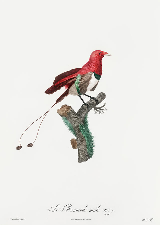 Jacques Barraband Digital Art - King Bird Of Paradise Male -  Vintage Bird Illustration - Birds Of Paradise - Jacques Barraband  by Studio Grafiikka