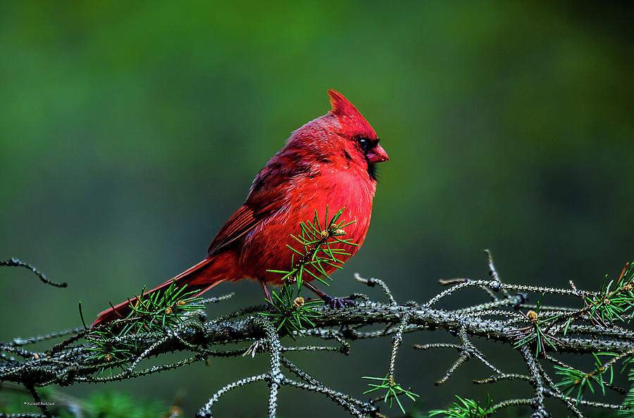 King Cardinal Photograph by Rick Bartrand