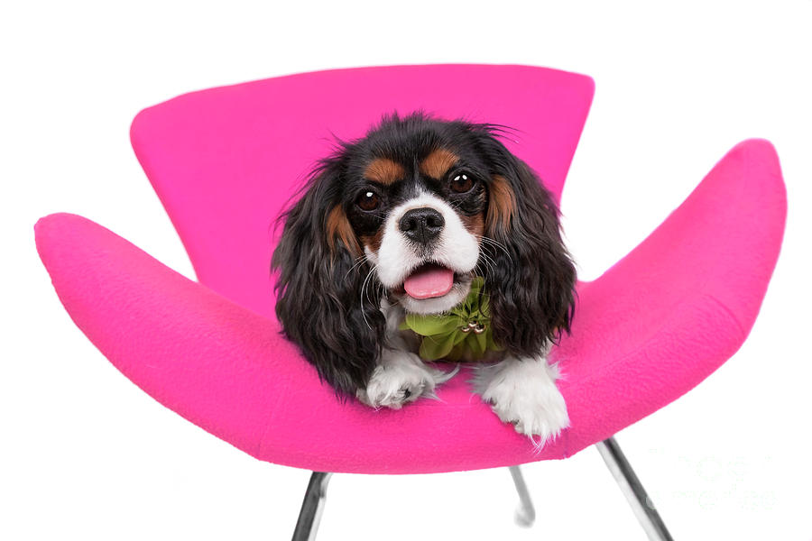 King Charles Caviler Pink Chair Joy Photograph by Renee Spade Photography
