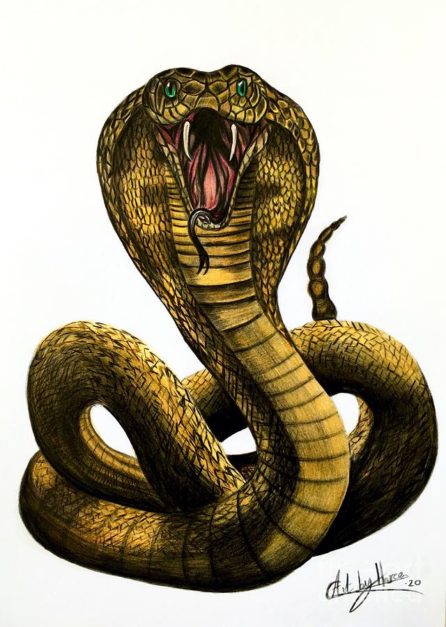  King Cobra Drawing  by Art By Three Sarah Rebekah Rachel White