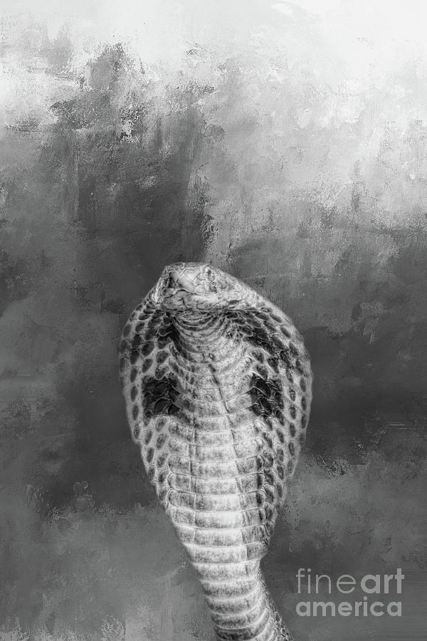 cobra black and white