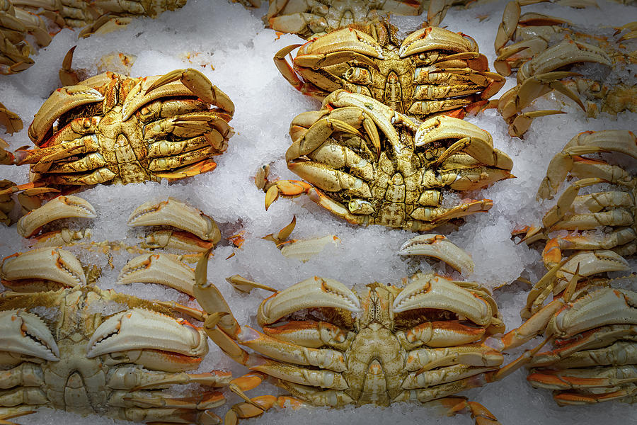 King Crab Photograph by Bill Chizek