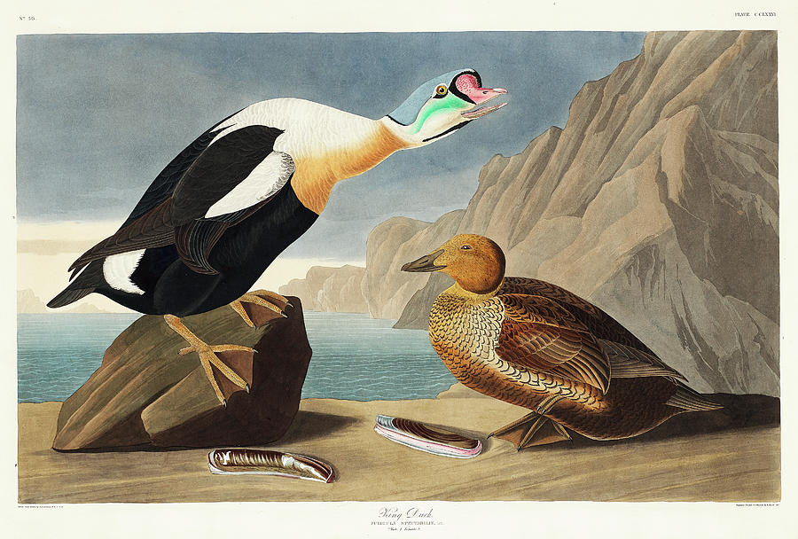 King Duck. John James Audubon Mixed Media by World Art Collective
