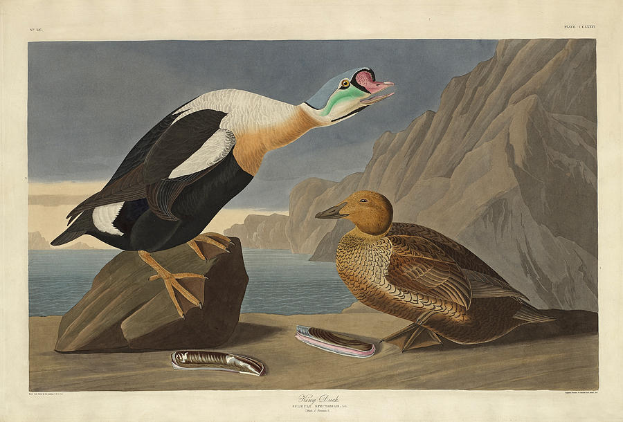 King Duck Drawing by Robert Havell