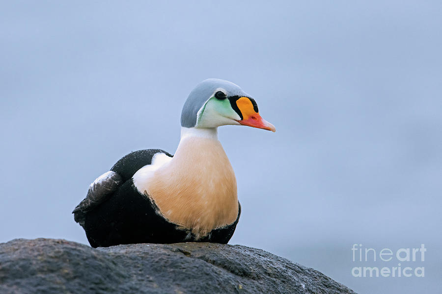King Eider Photograph by Arterra Picture Library