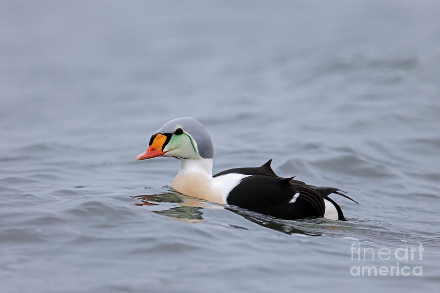 King Eider Swimming Photograph by Arterra Picture Library