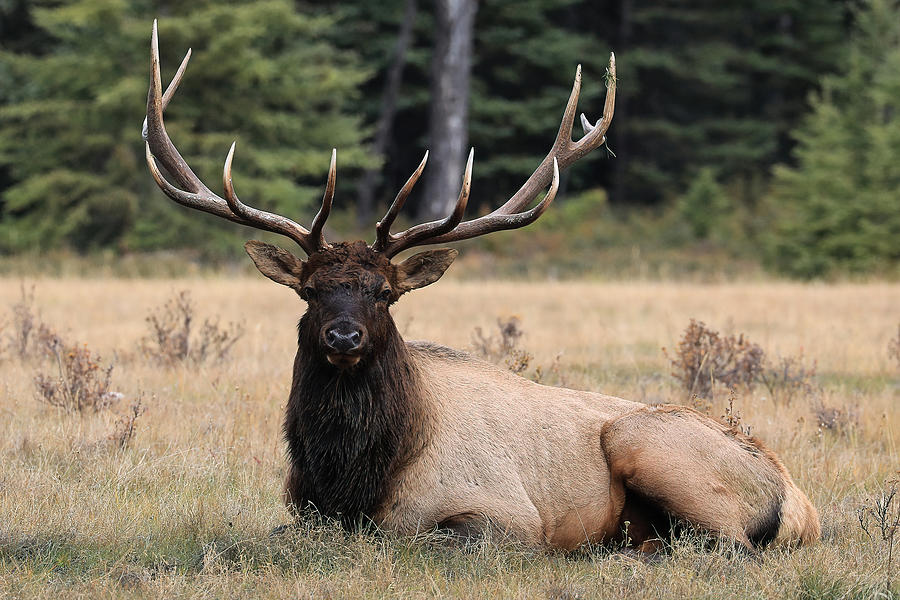 King Elk Photograph by James Anderson - Fine Art America