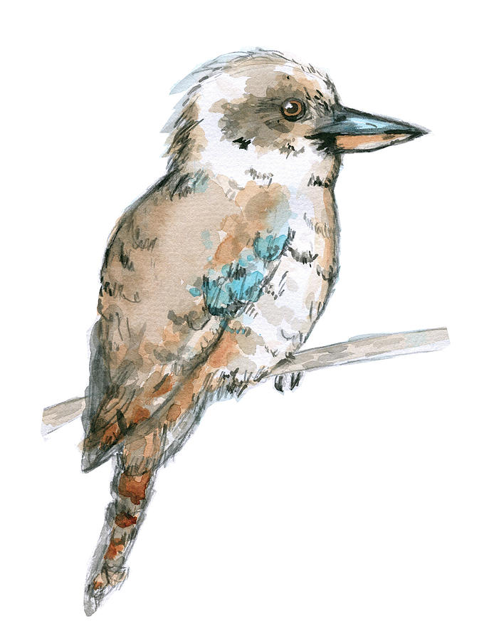 King Kookaburra Drawing by Elizabeth Szekely