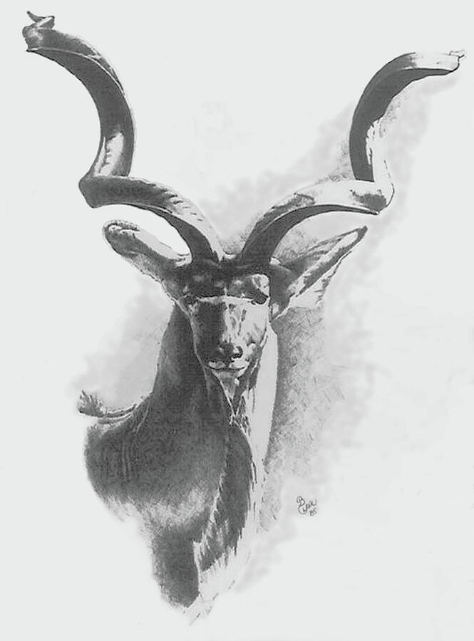 King Kudu Drawing by Barbara Keith