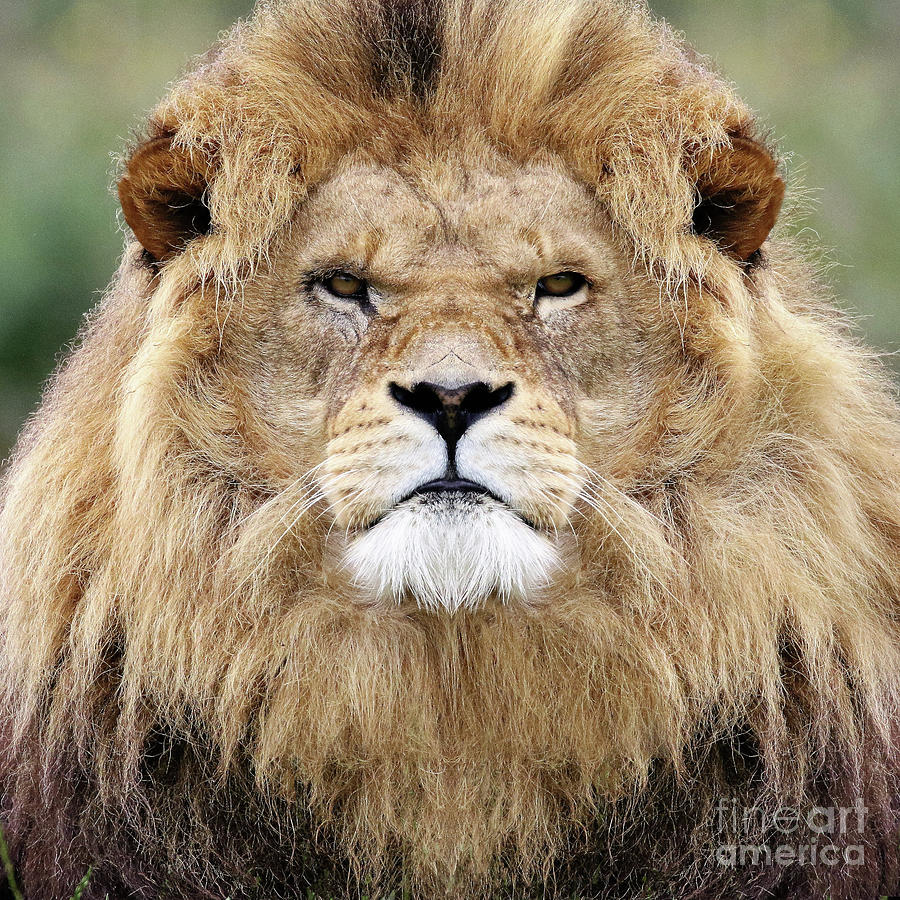 king-lion-mane-man-czar-catstick-via-big