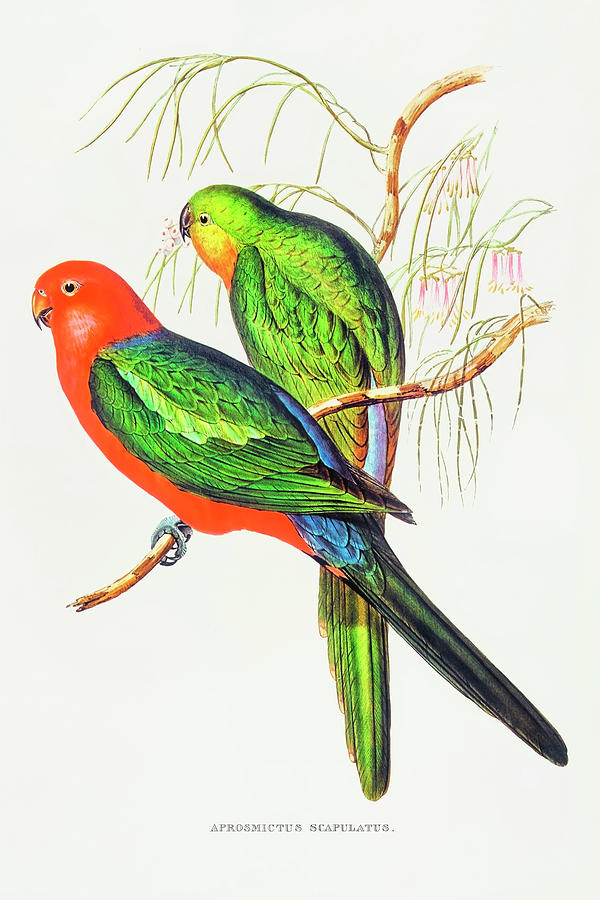 Parakeet Drawing - King Lory  by Elizabeth Gould